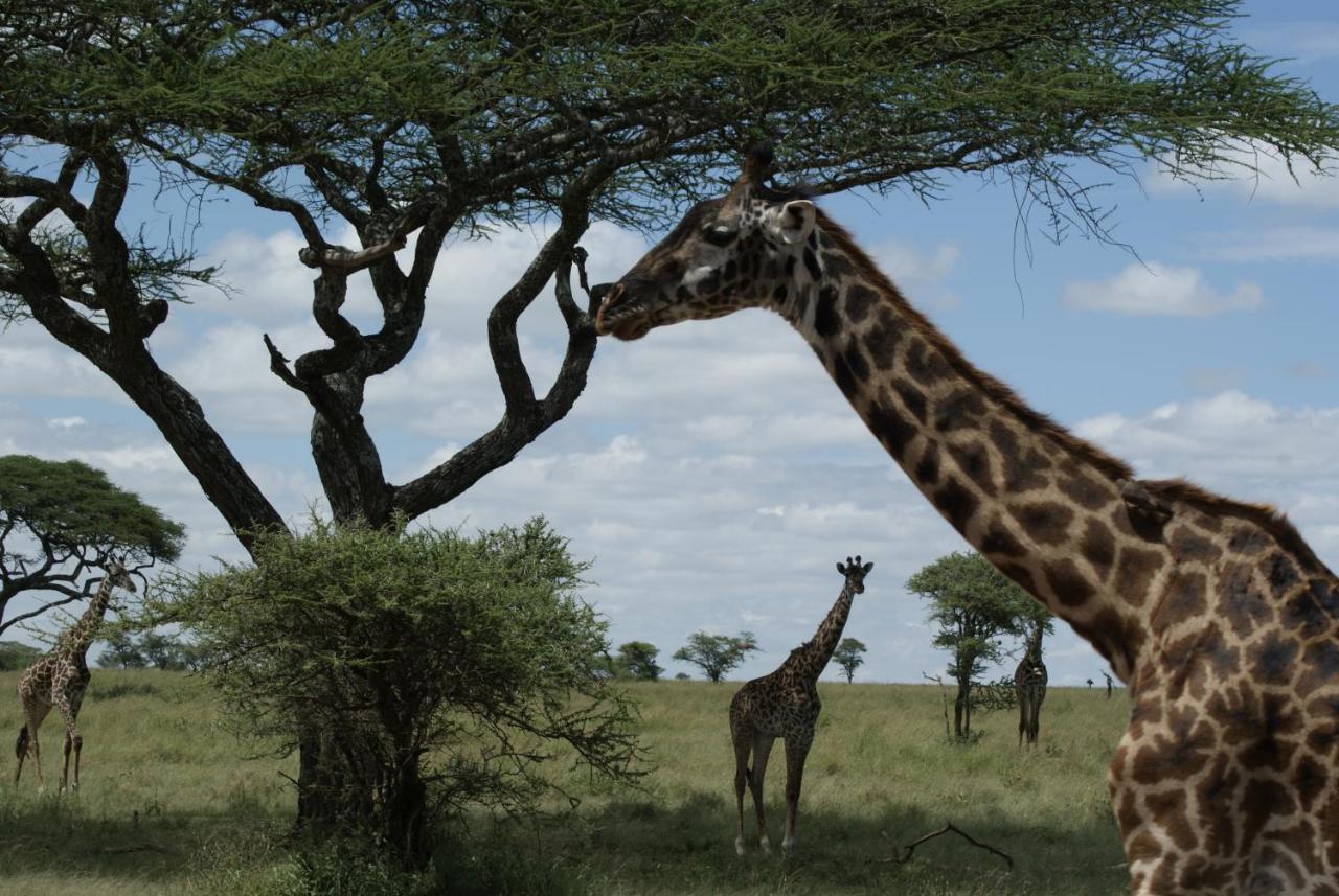 African Sunrise Lodge And Campsite Mto wa Mbu Luaran gambar